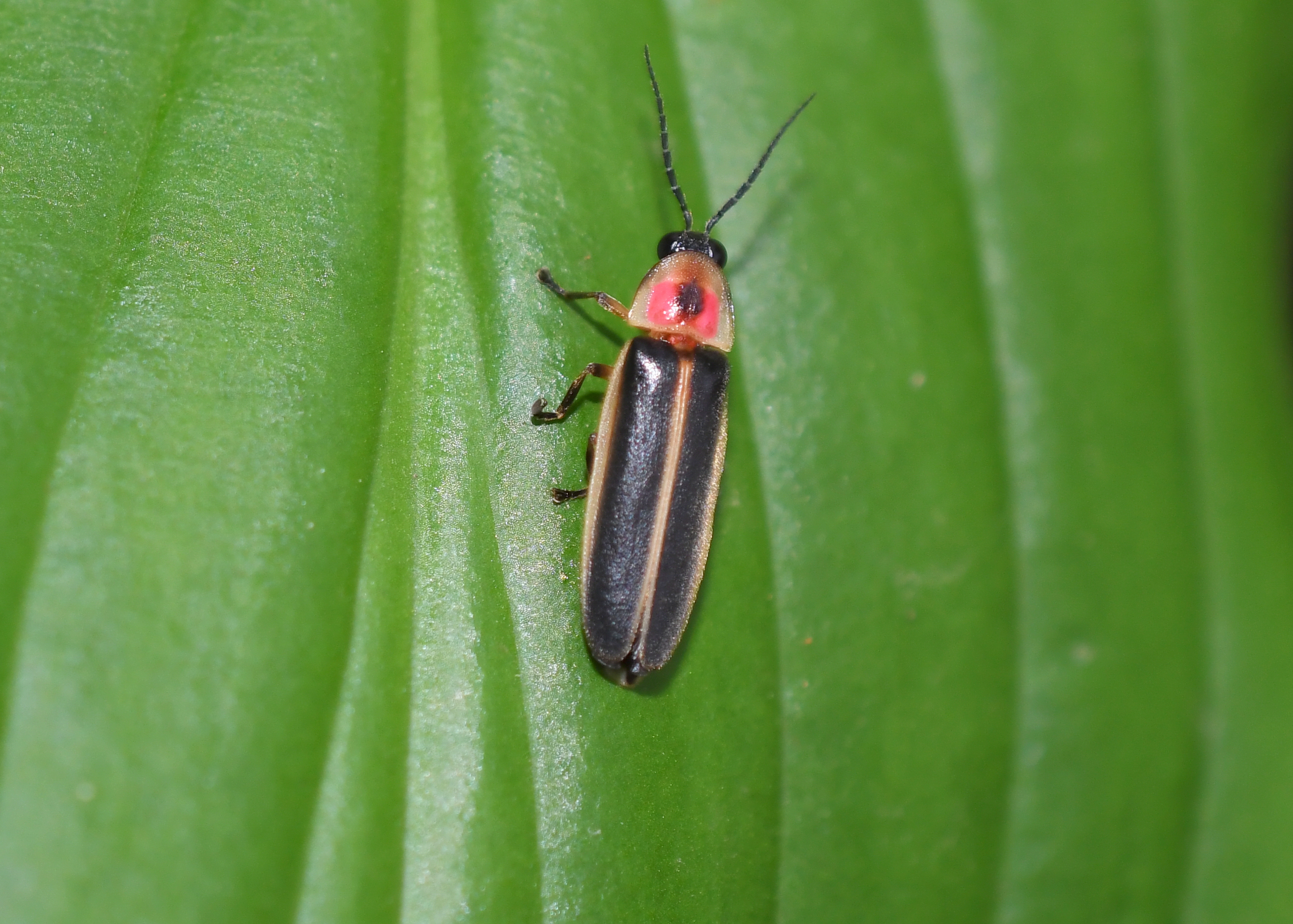 From JPEG_Photinus Pyralis, common Eastern Firefly.jpg